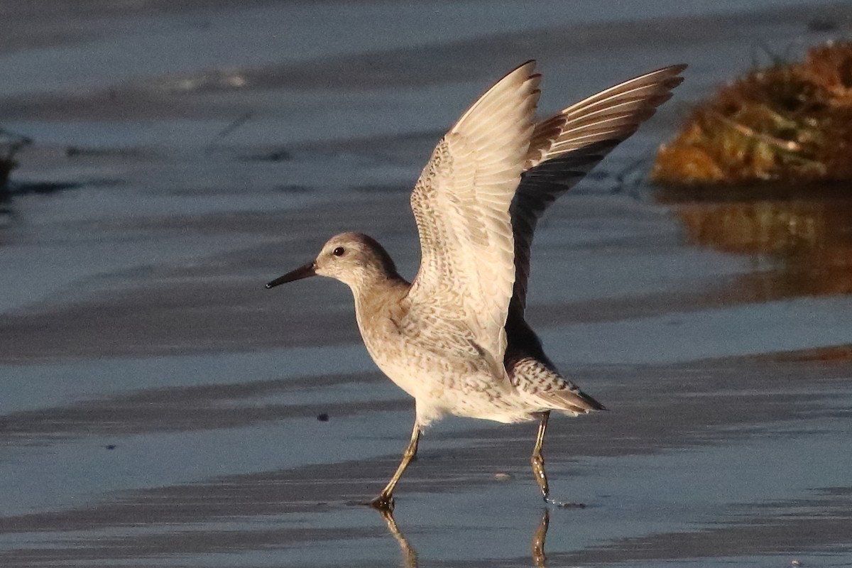 Red Knot - ML549569761