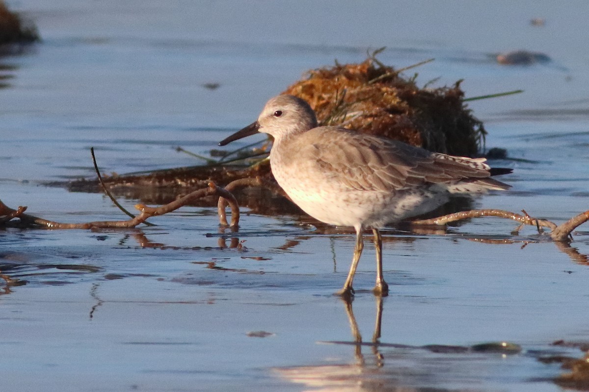Red Knot - ML549569791