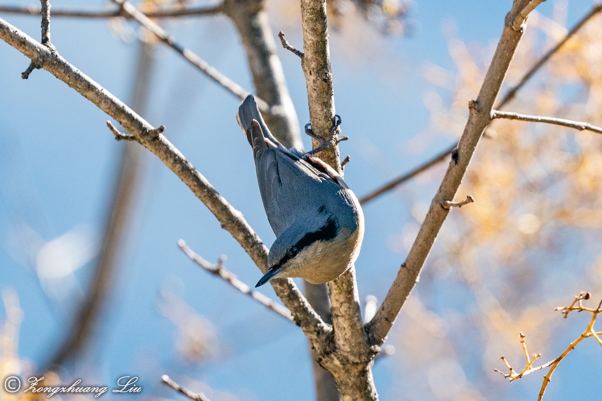 Chestnut-vented Nuthatch - ML549569821