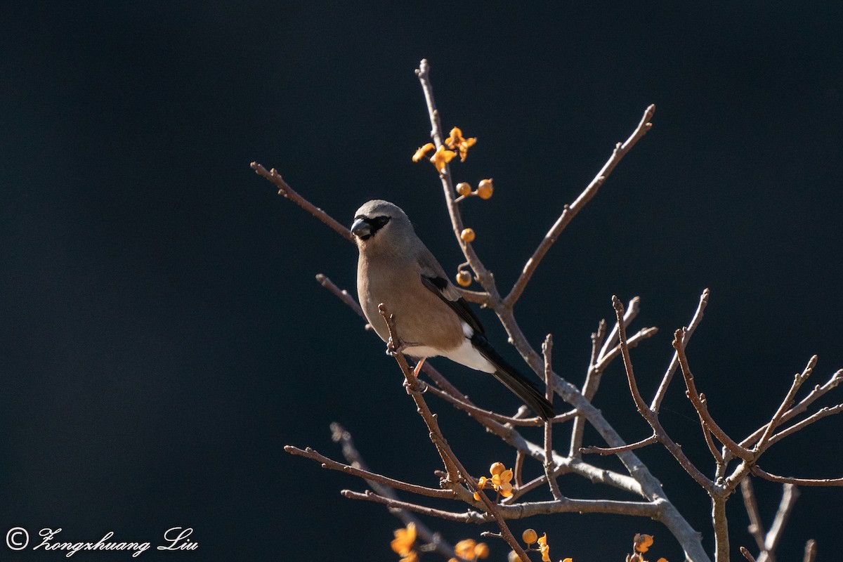 Gray-headed Bullfinch - ML549569911