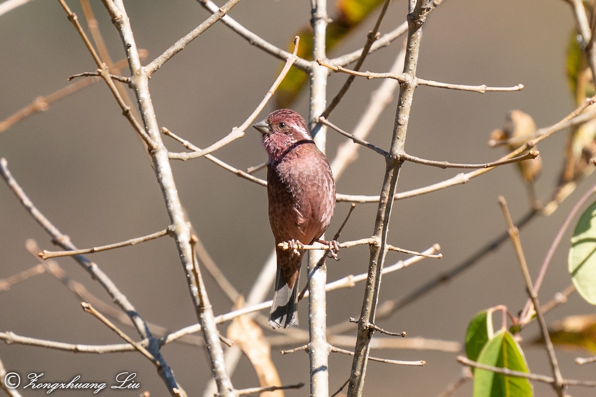 Dark-rumped Rosefinch - ML549570251