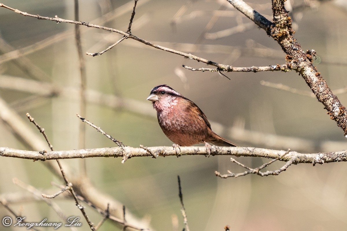 Dark-rumped Rosefinch - ML549570271