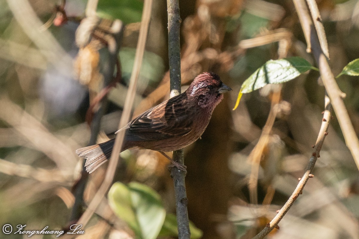 Dark-rumped Rosefinch - ML549570301