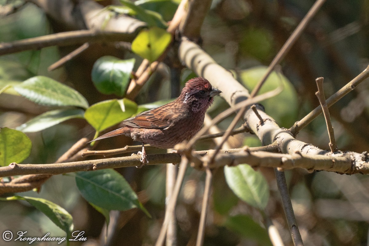 Dark-rumped Rosefinch - ML549570331