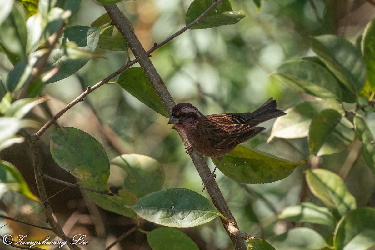 Dark-rumped Rosefinch - ML549570351