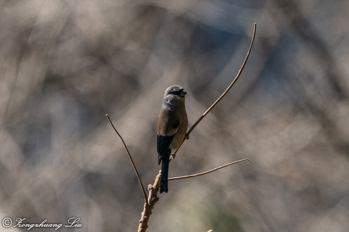 Gray-headed Bullfinch - ML549570451