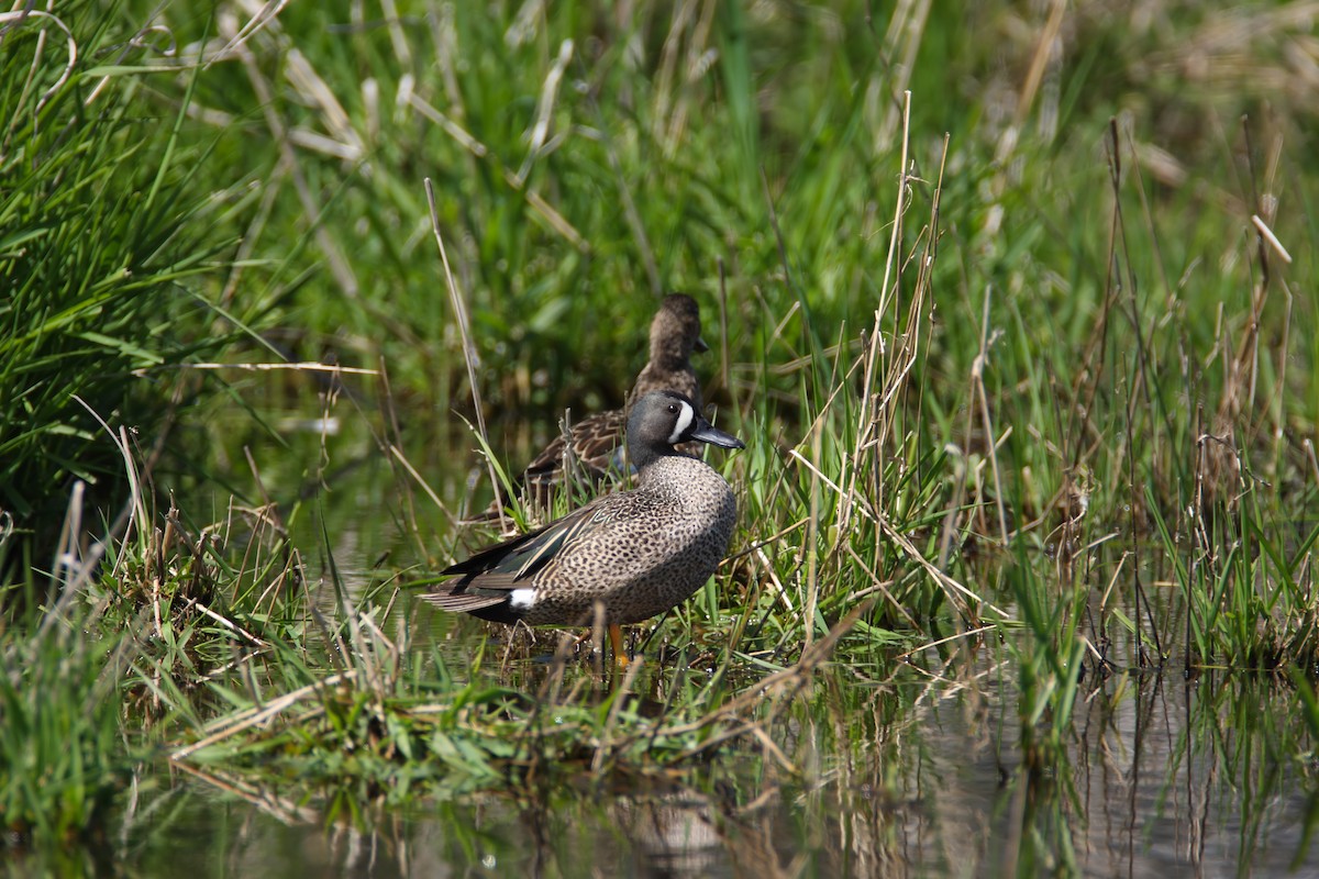 Blue-winged Teal - ML549570471