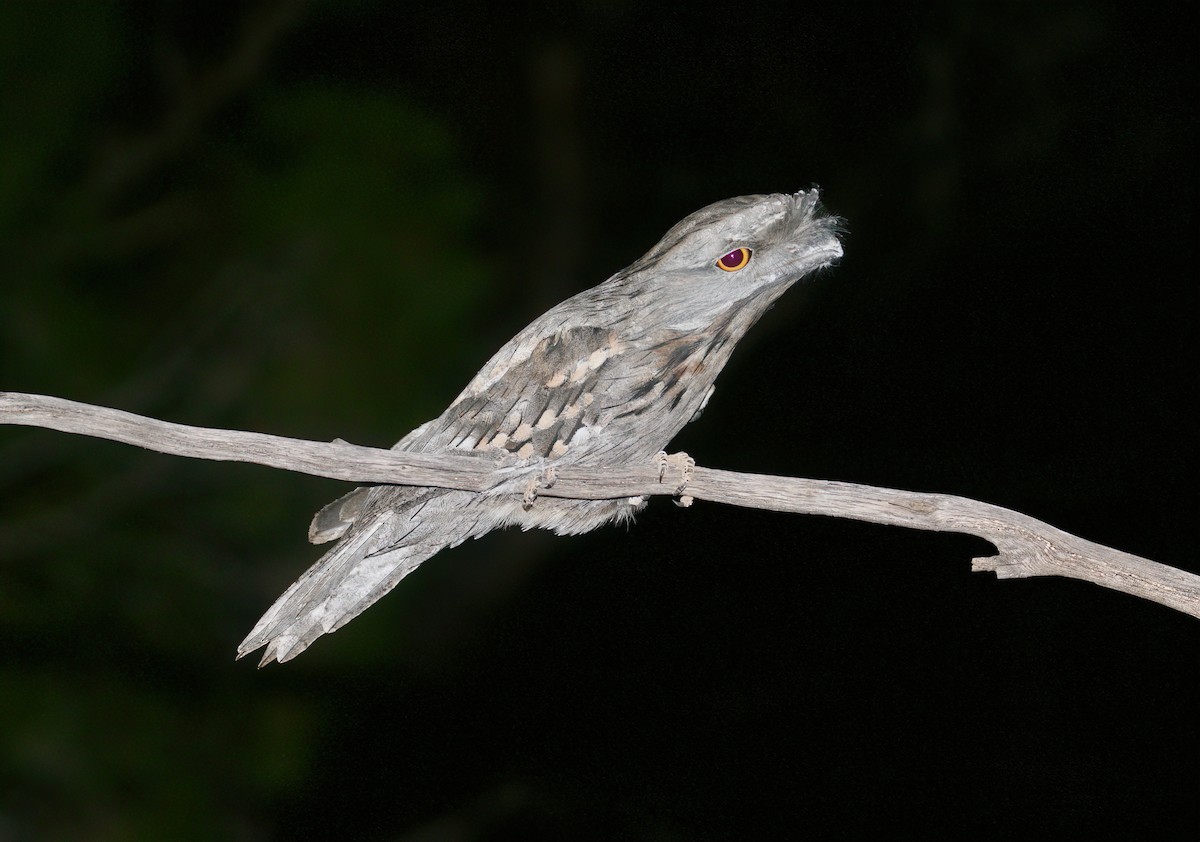 Tawny Frogmouth - ML549570681