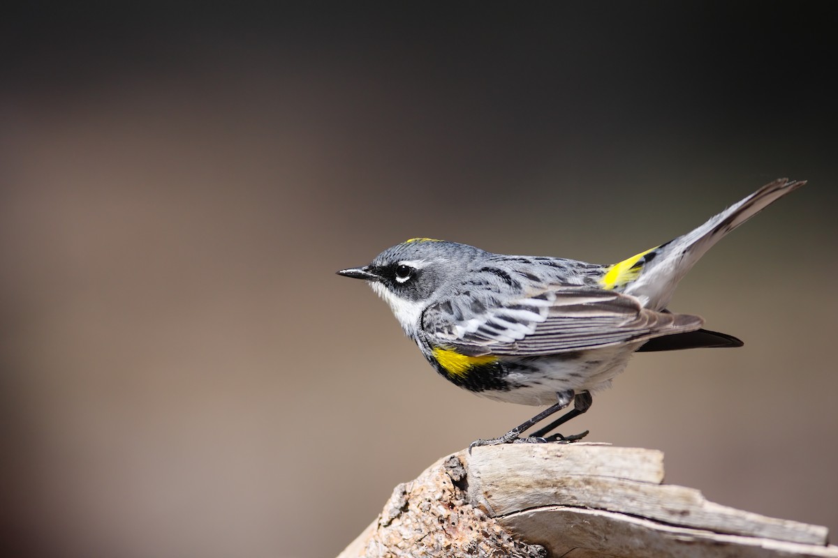 lesňáček žlutoskvrnný (ssp. coronata) - ML549570951