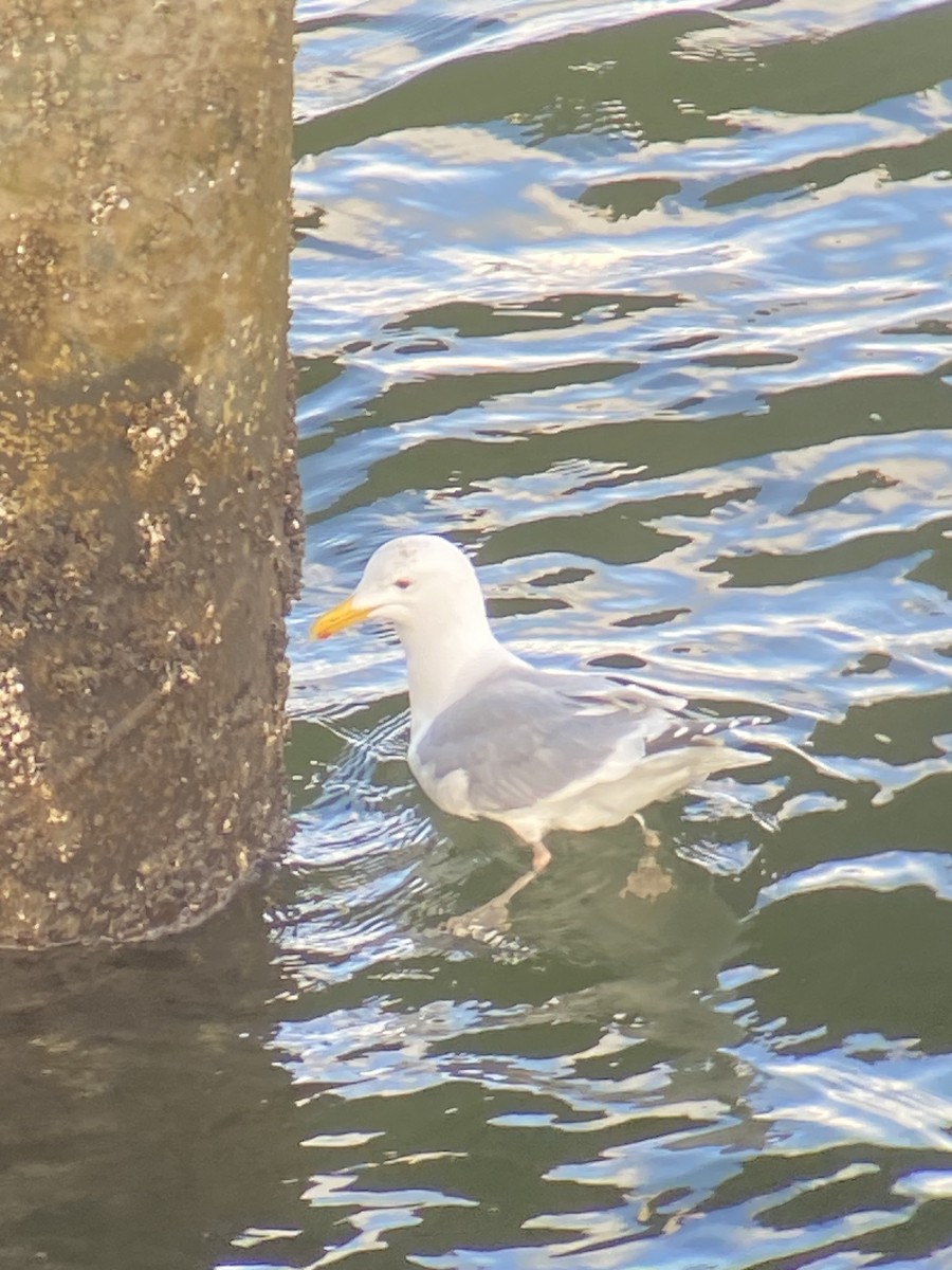 Gaviota Argéntea - ML549571151