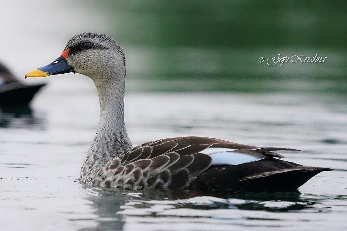 Indian Spot-billed Duck - ML549571431