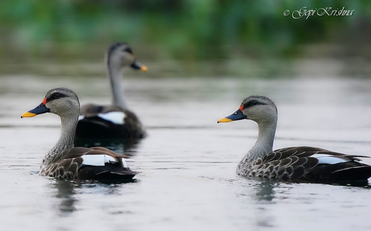 Indian Spot-billed Duck - ML549571441