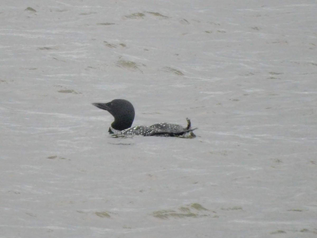 Common Loon - ML549571451