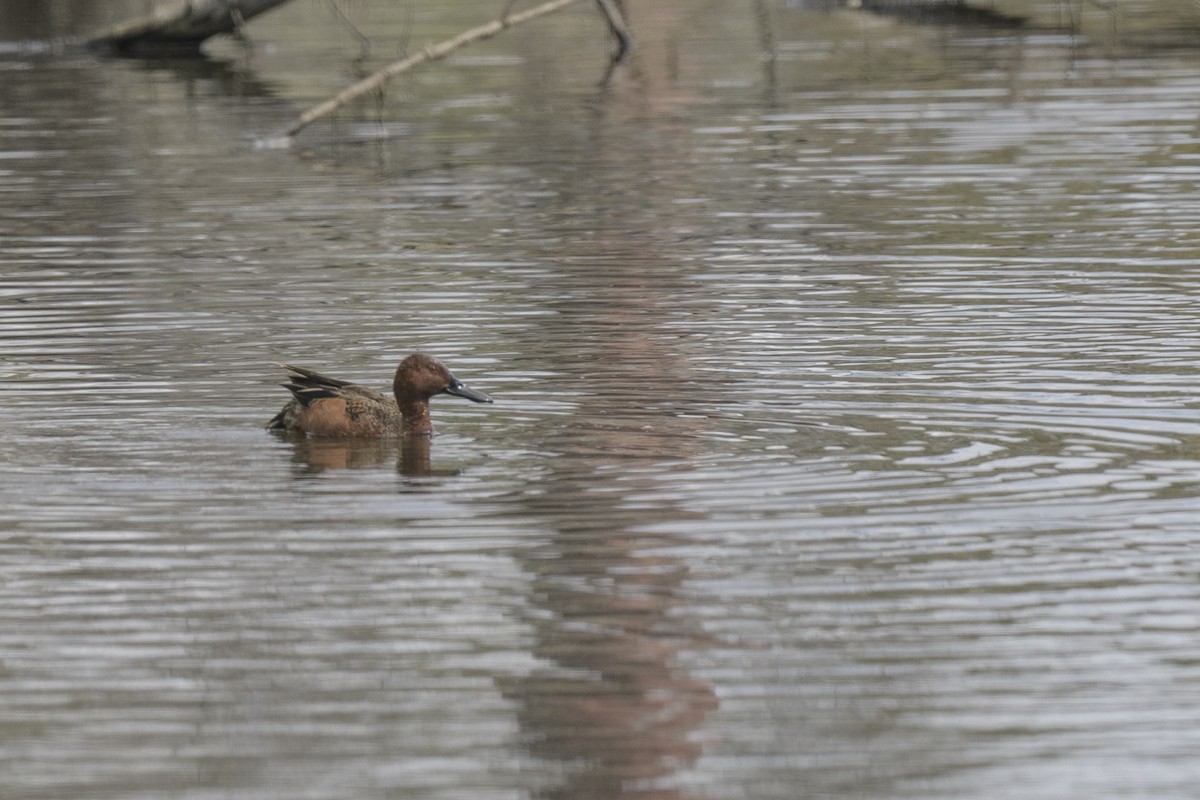 Cinnamon Teal - Randy Harwood