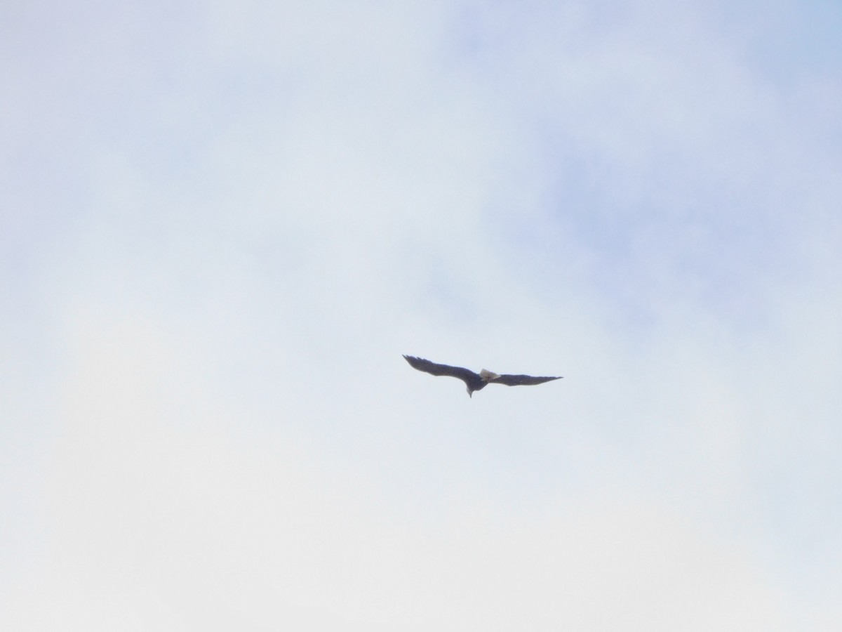 Bald Eagle - ML549572551