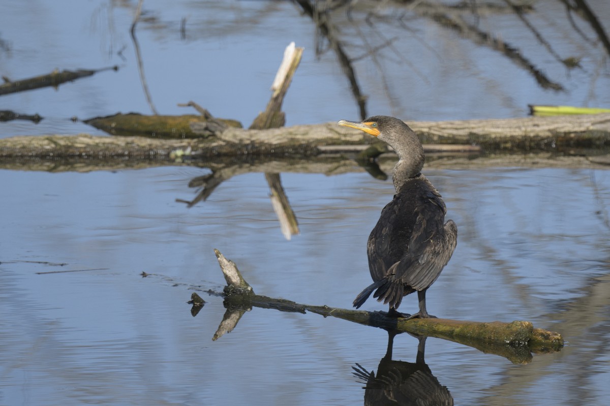 Double-crested Cormorant - Randy Harwood