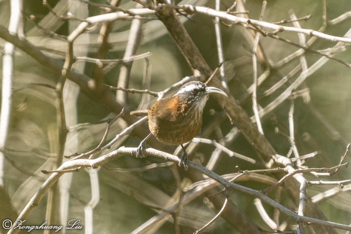 Streak-breasted Scimitar-Babbler - ML549572721