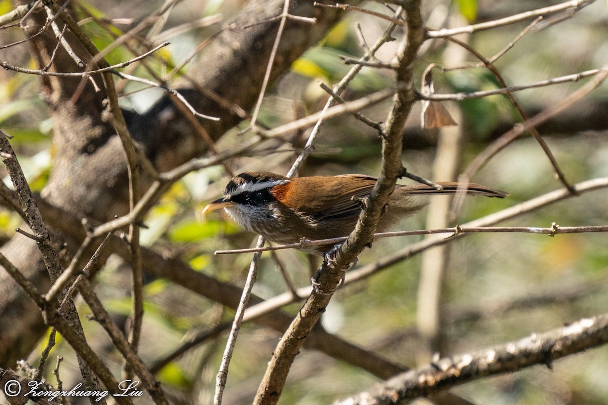 Streak-breasted Scimitar-Babbler - ML549572731