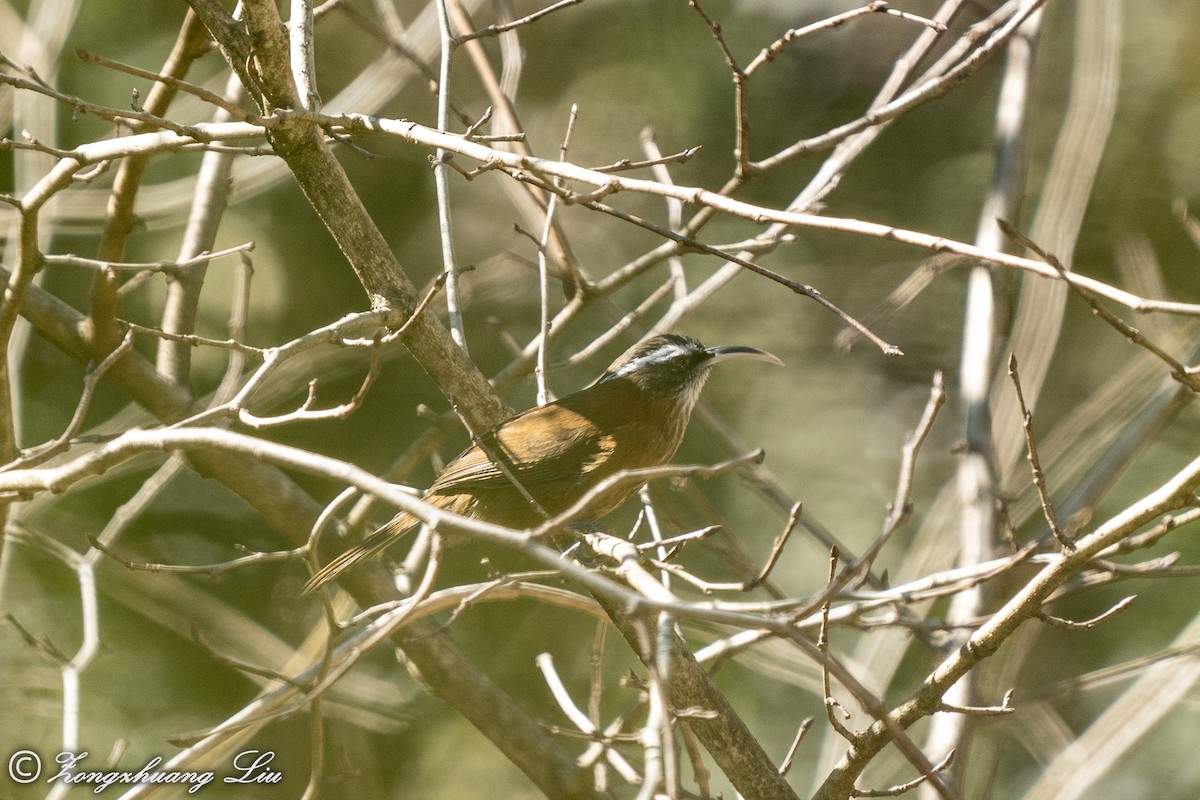 Streak-breasted Scimitar-Babbler - ML549572741