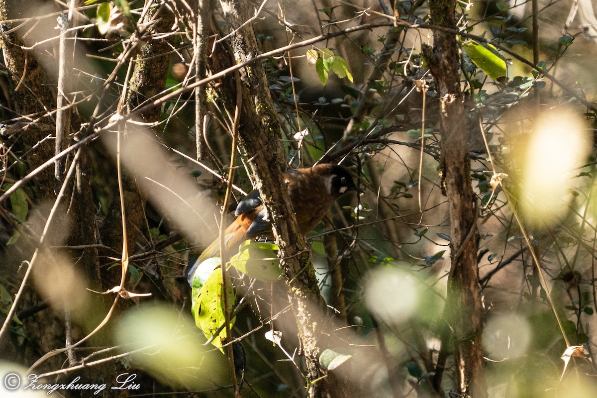 Black-faced Laughingthrush - ML549572881