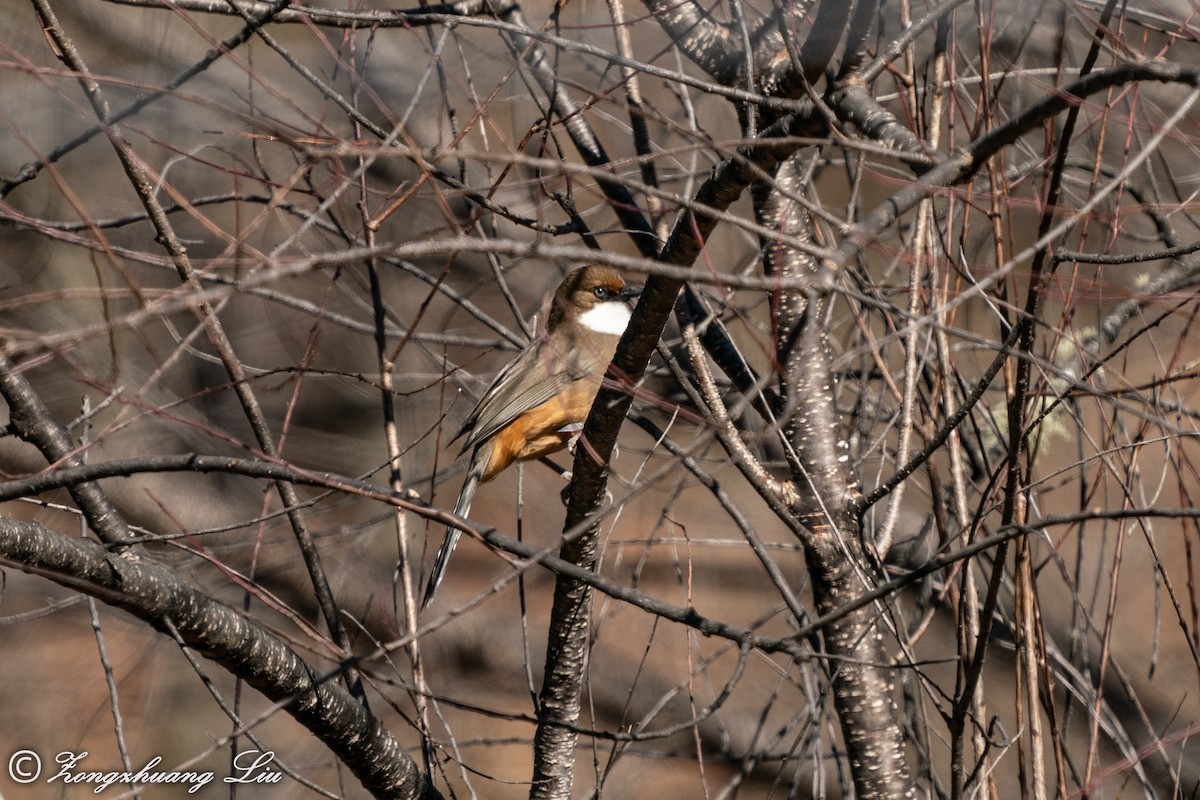 White-throated Laughingthrush - ML549573081