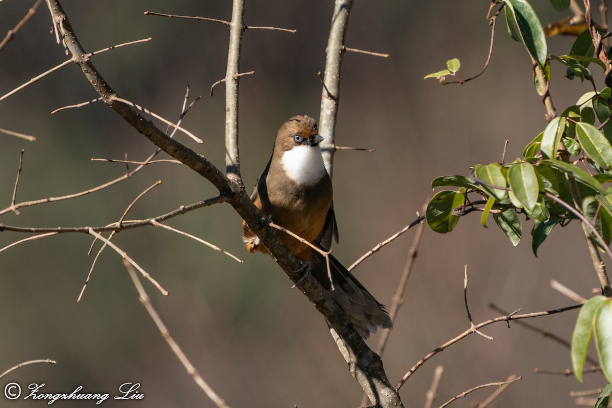 White-throated Laughingthrush - ML549573091