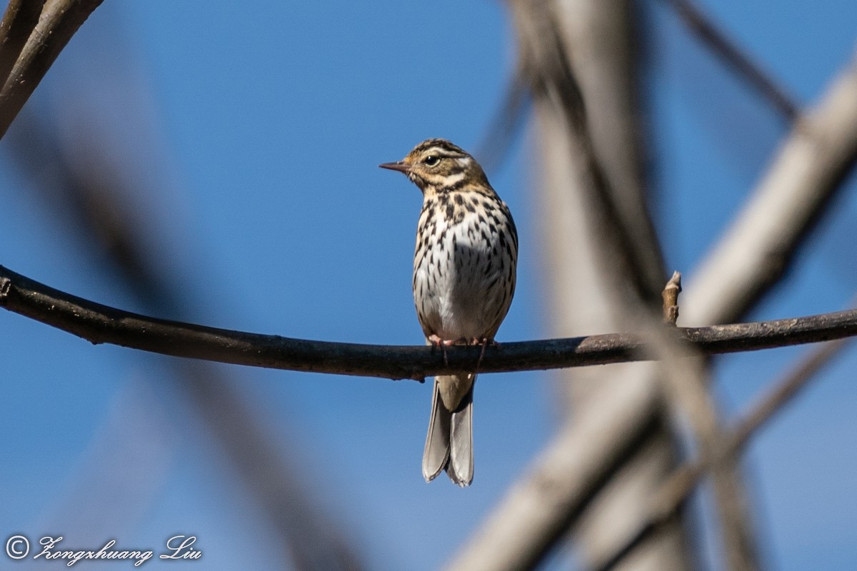 Pipit à dos olive - ML549573121