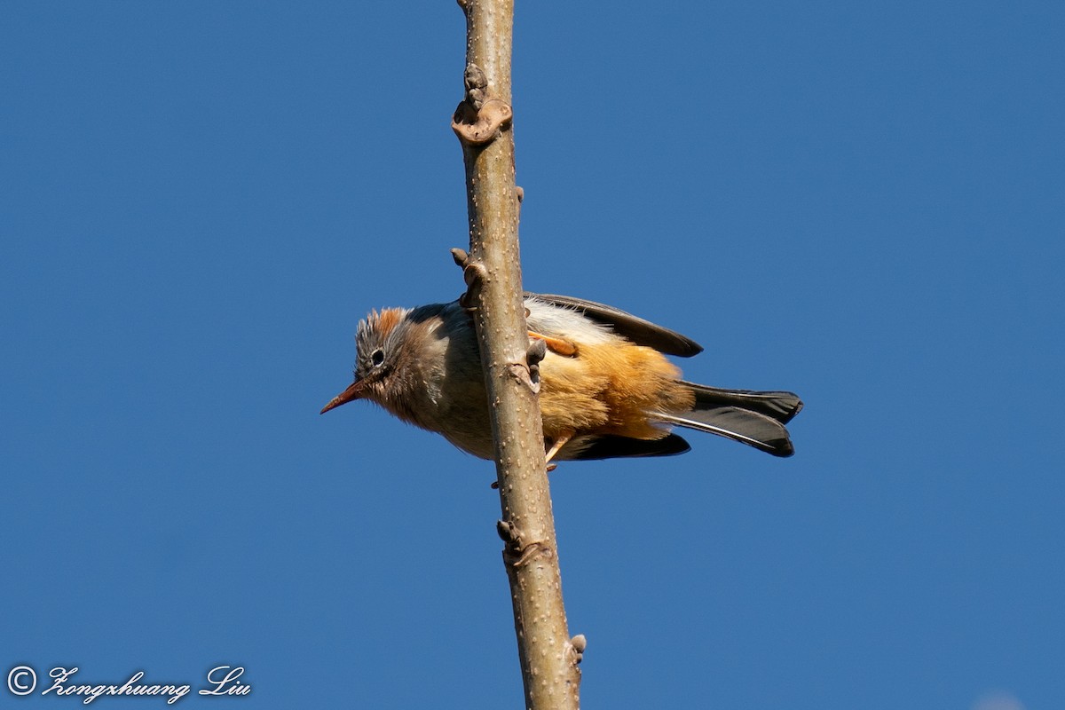 Rufous-vented Yuhina - ML549573211