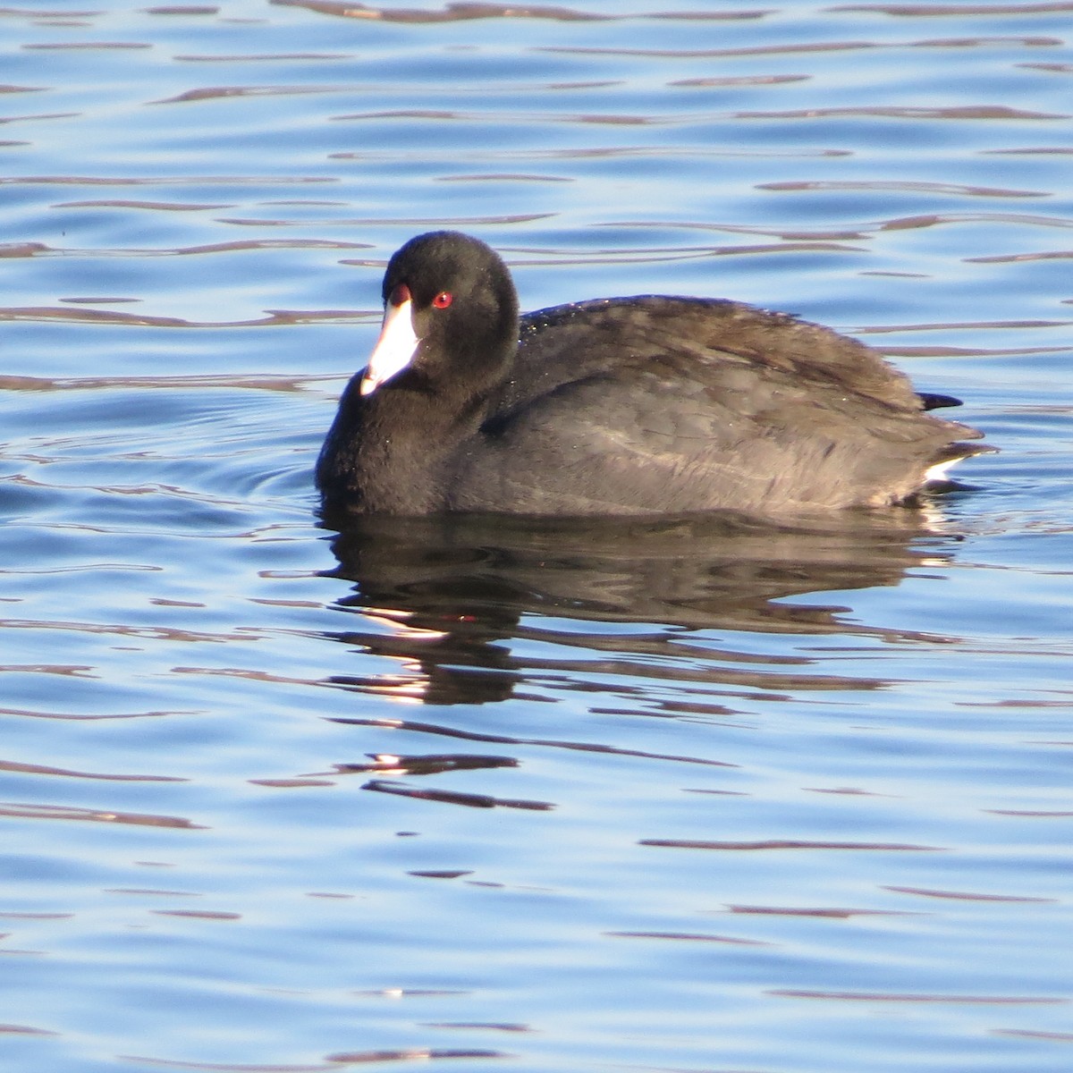 American Coot - ML549573291