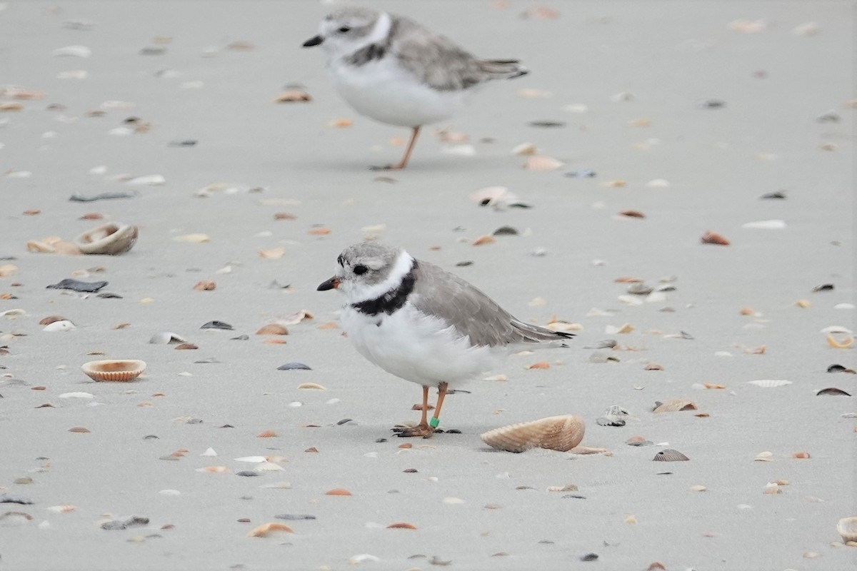 Piping Plover - ML549573351