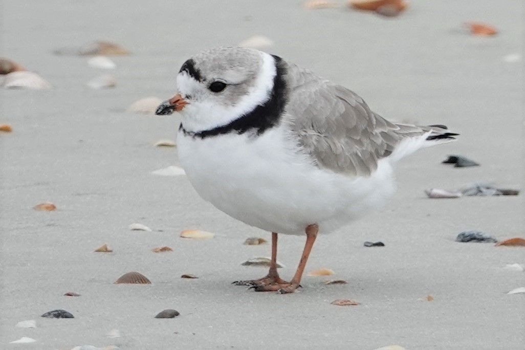 Piping Plover - ML549573361