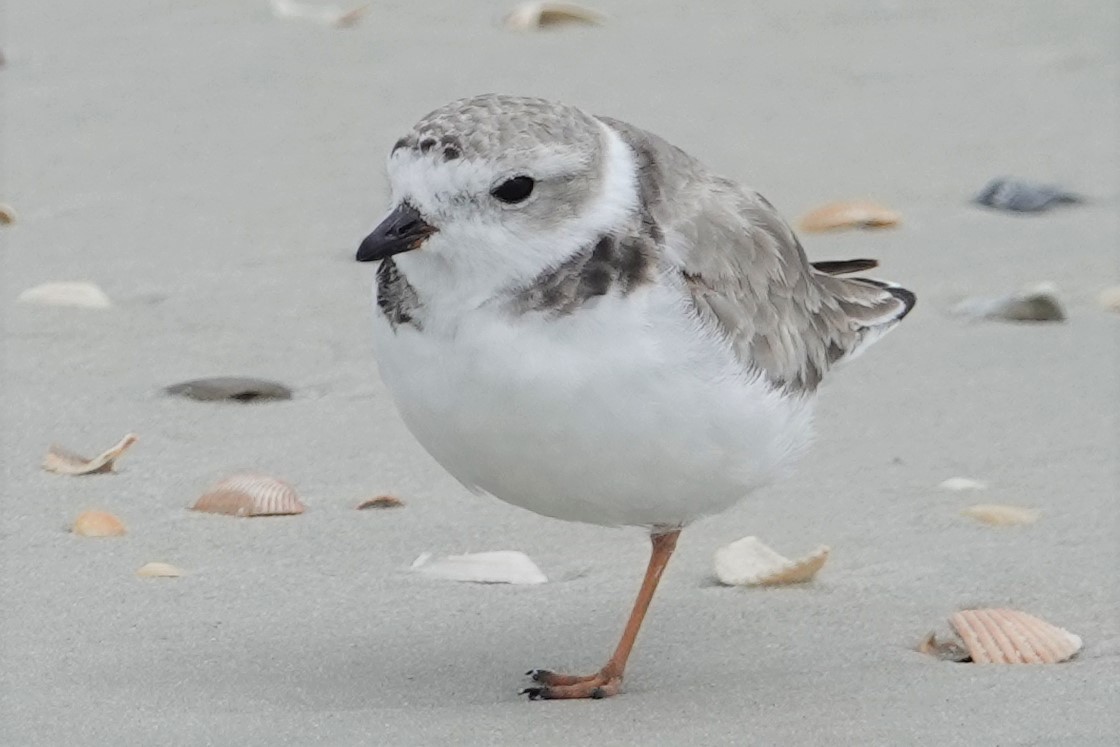 Piping Plover - Paul Mulholland