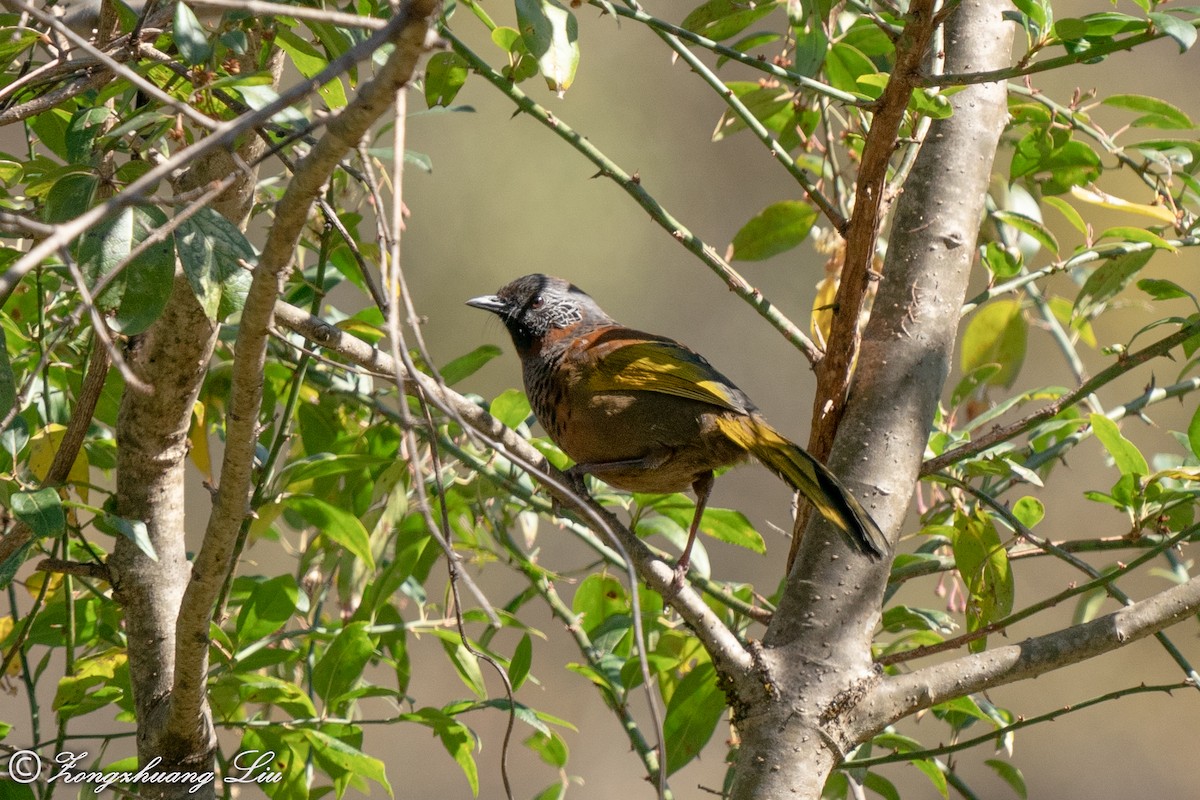 Chestnut-crowned Laughingthrush - ML549573381