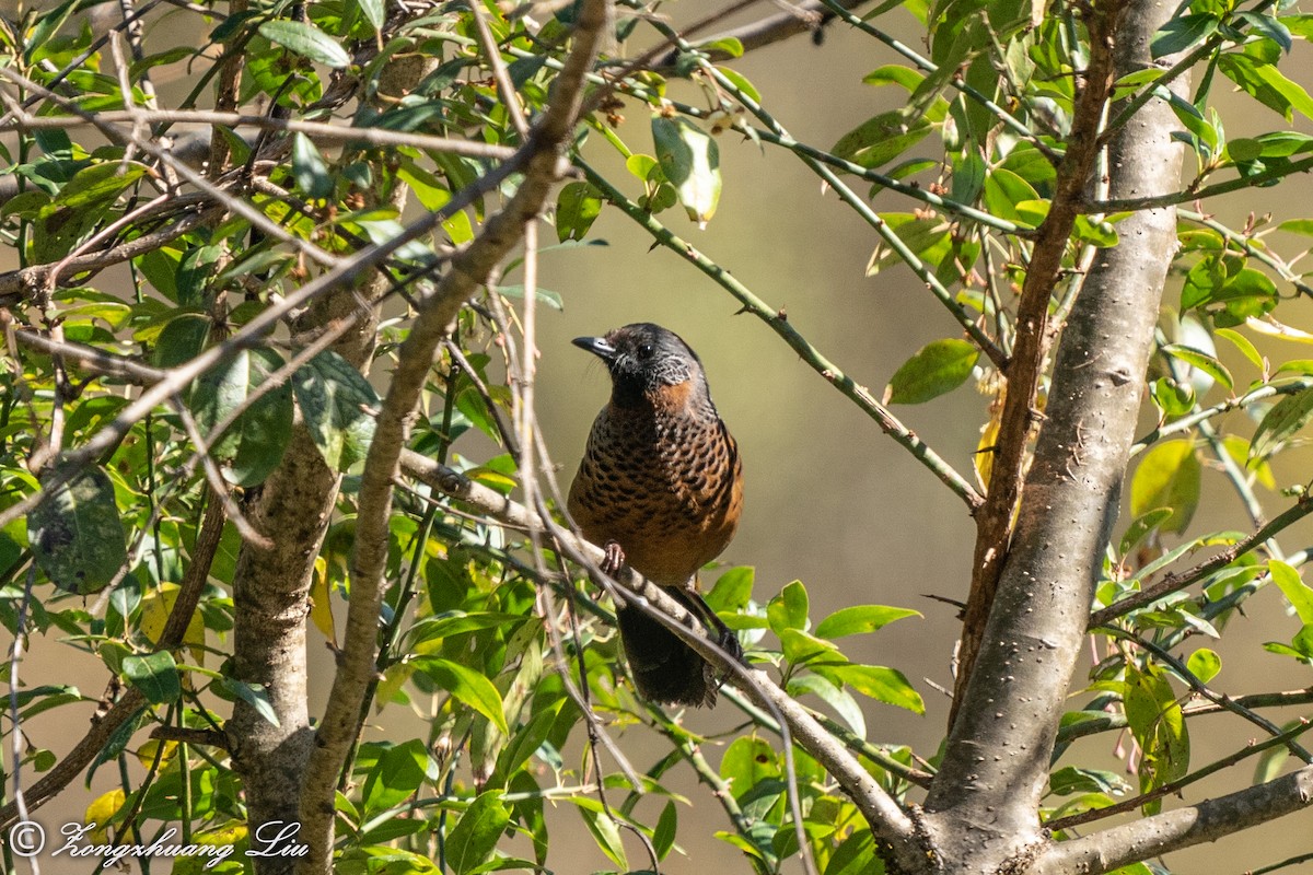 Chestnut-crowned Laughingthrush - ML549573391