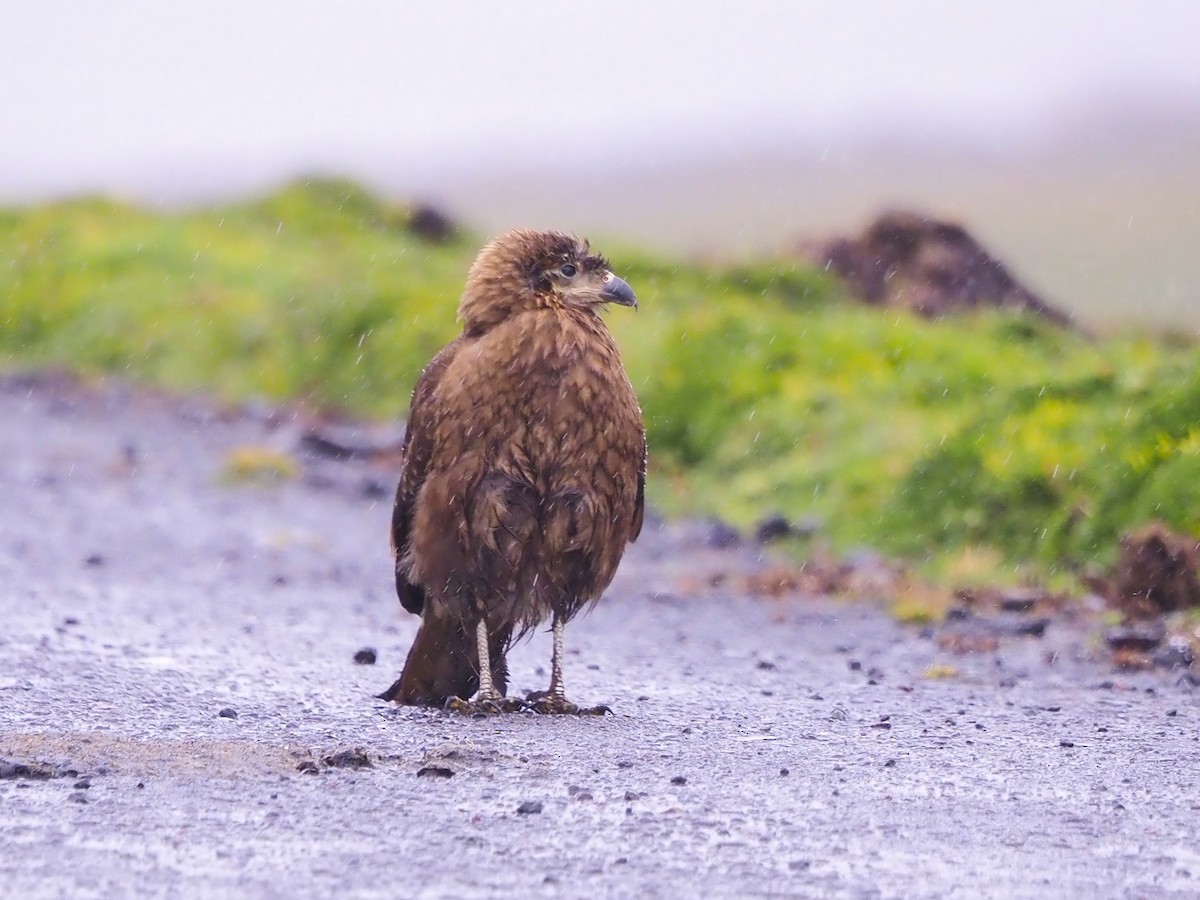 Carunculated Caracara - ML549573471