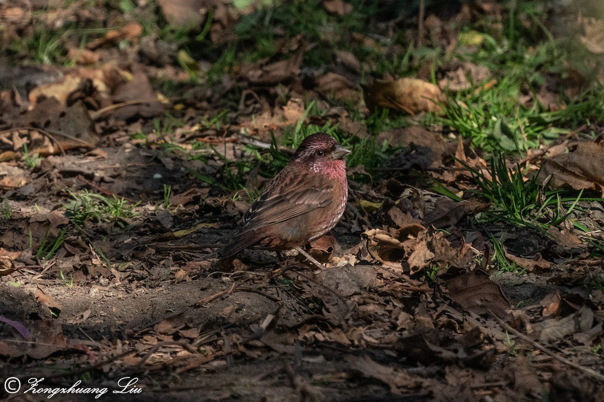 Dark-rumped Rosefinch - ML549573681