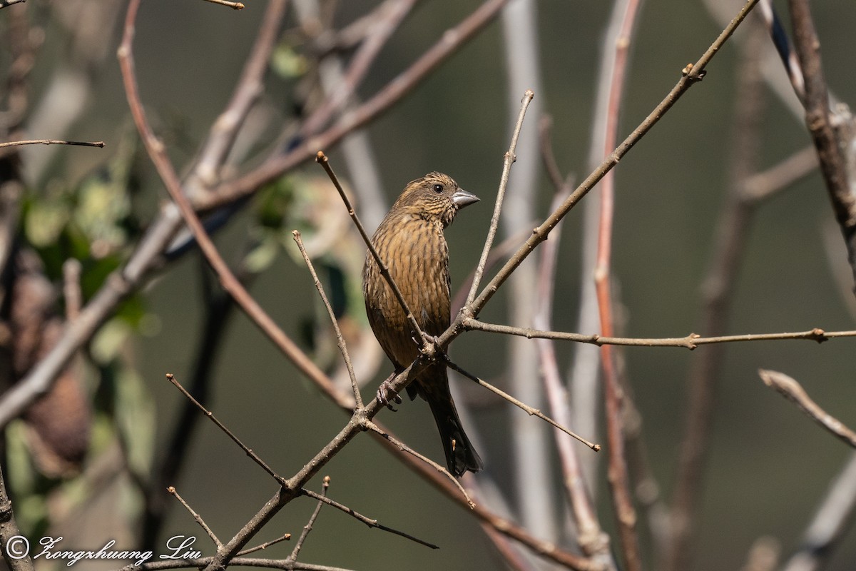 Dark-rumped Rosefinch - ML549573691