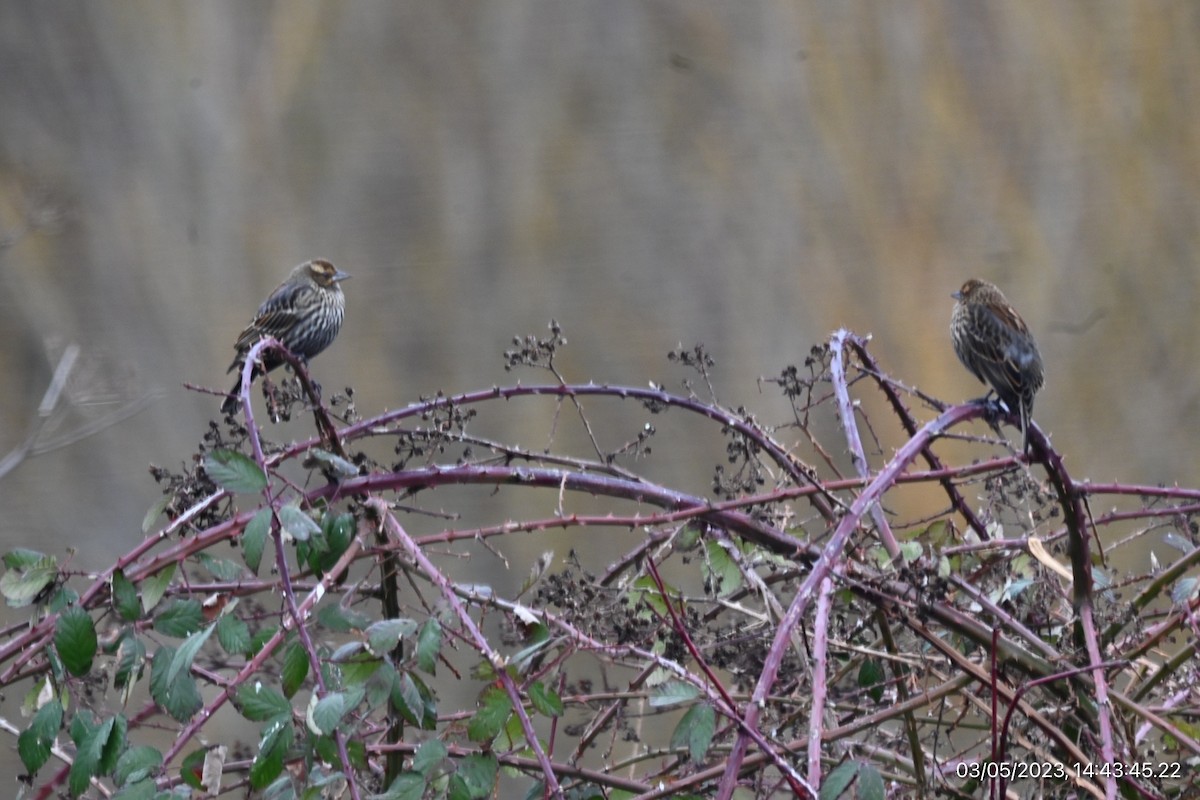 Red-winged Blackbird - ML549574111