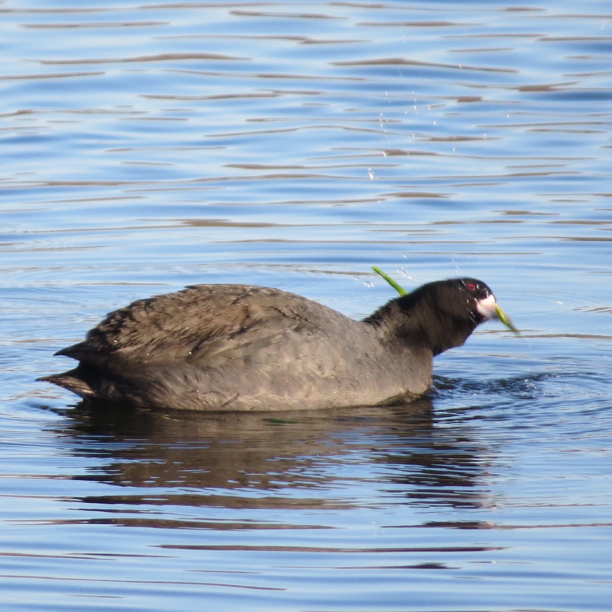 American Coot - ML549574301