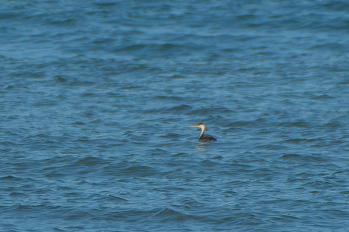 Western Grebe - Gregg McClain