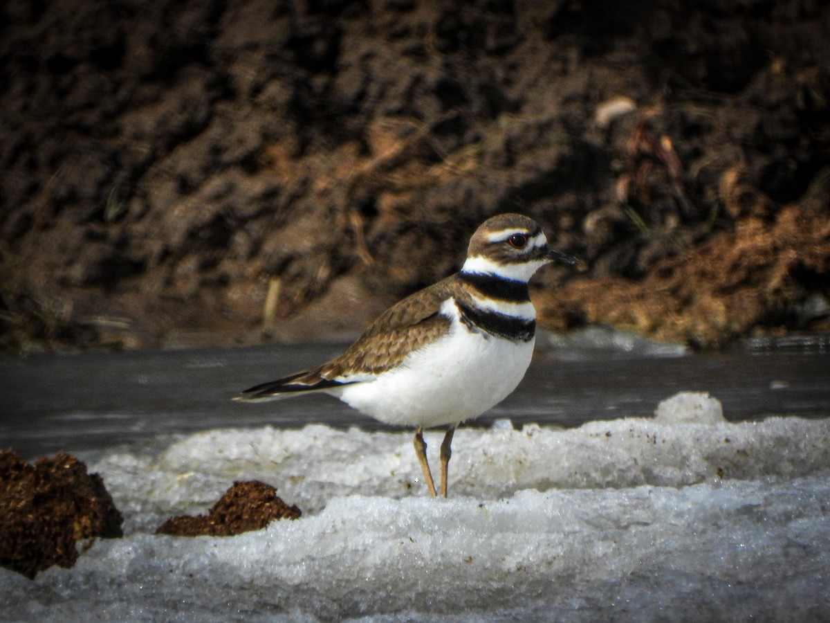 Killdeer - Amy B