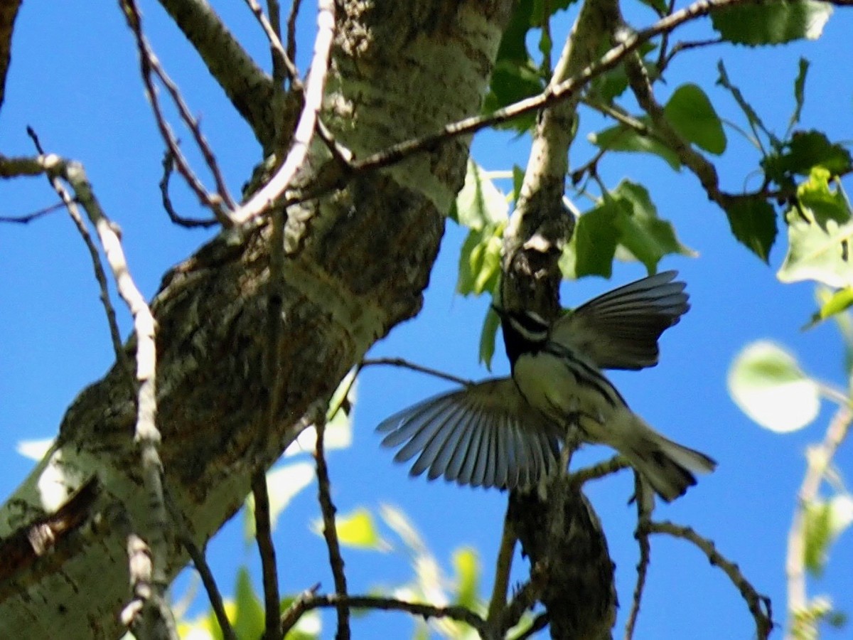 Black-throated Gray Warbler - ML549577241