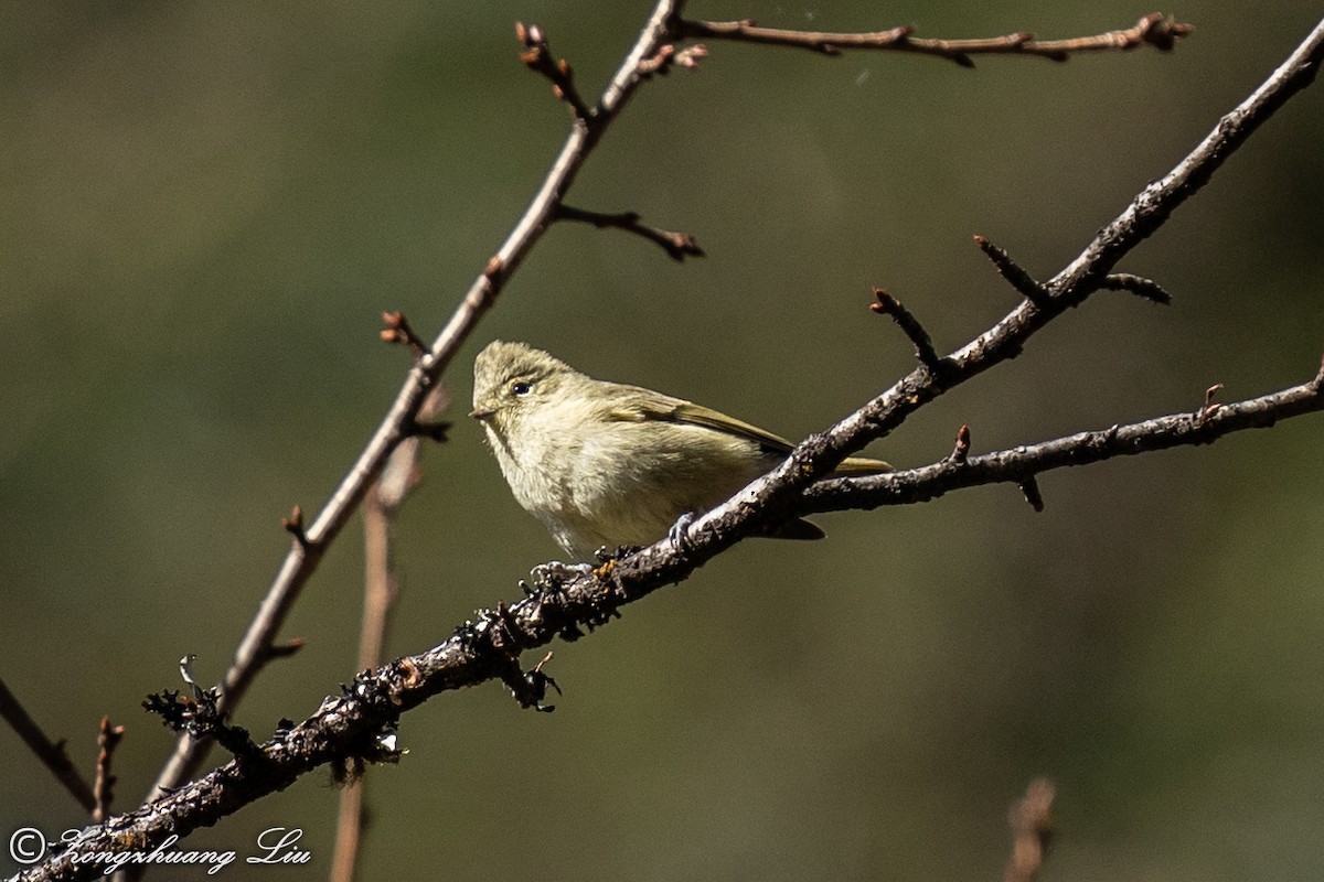 Yellow-browed Tit - ML549577461