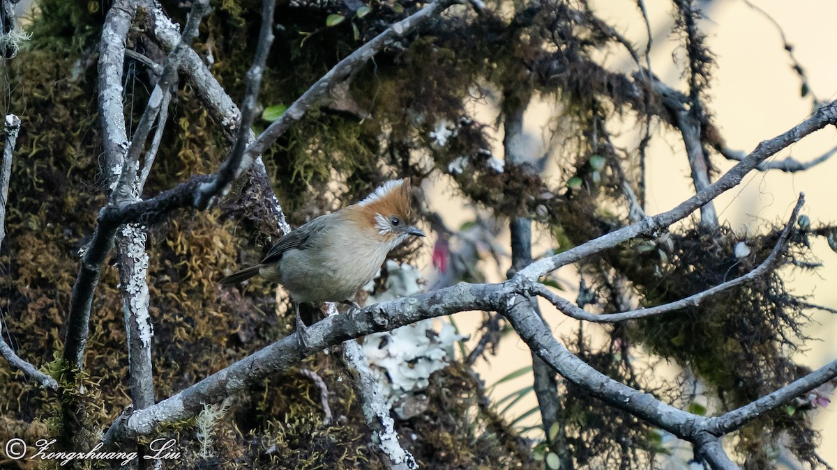 White-naped Yuhina - Zongzhuang Liu