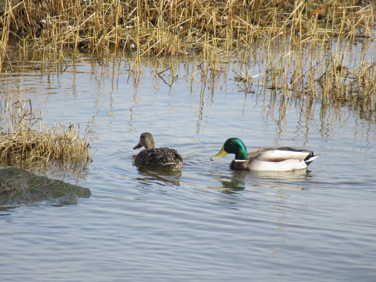 Canard colvert - ML549581261