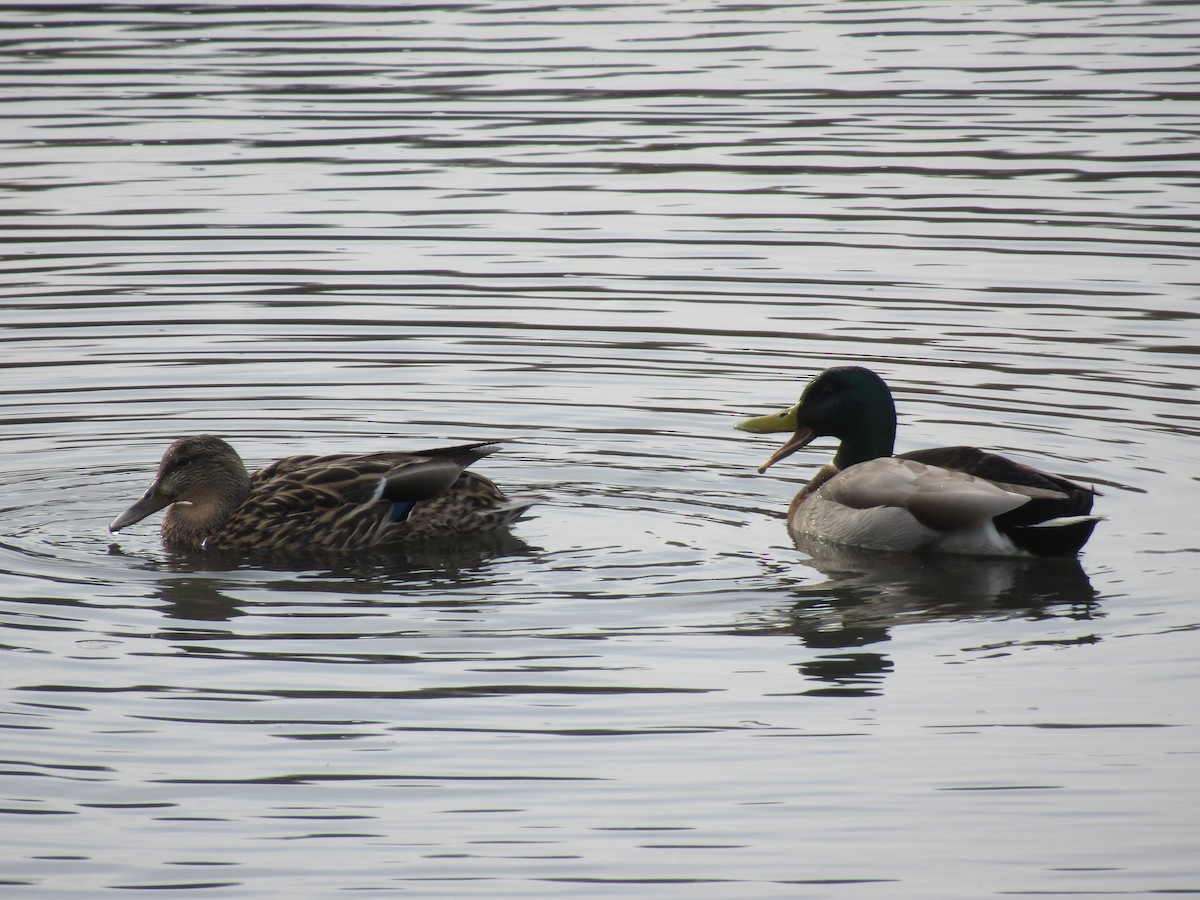 Canard colvert - ML549581351