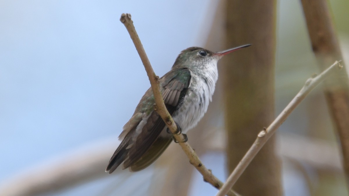 White-bellied Emerald - ML549582641