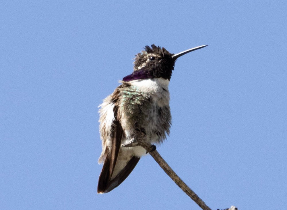 Costa's Hummingbird - ML549583811