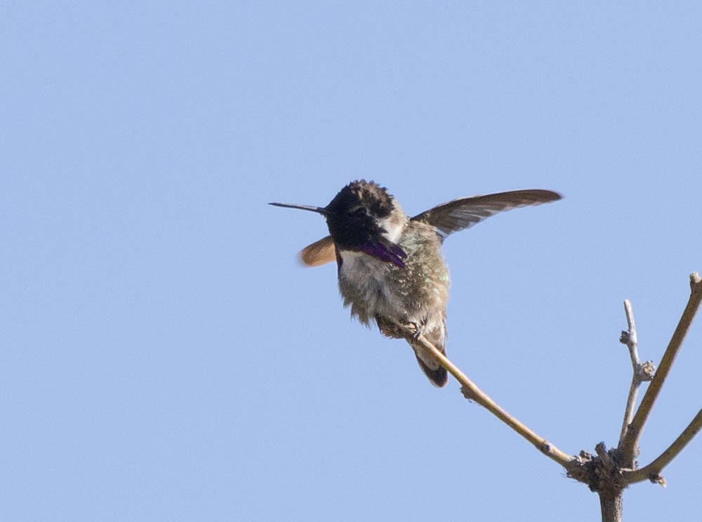 Costa's Hummingbird - ML549584011