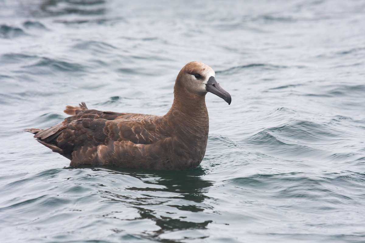 Albatros à pieds noirs - ML549586901